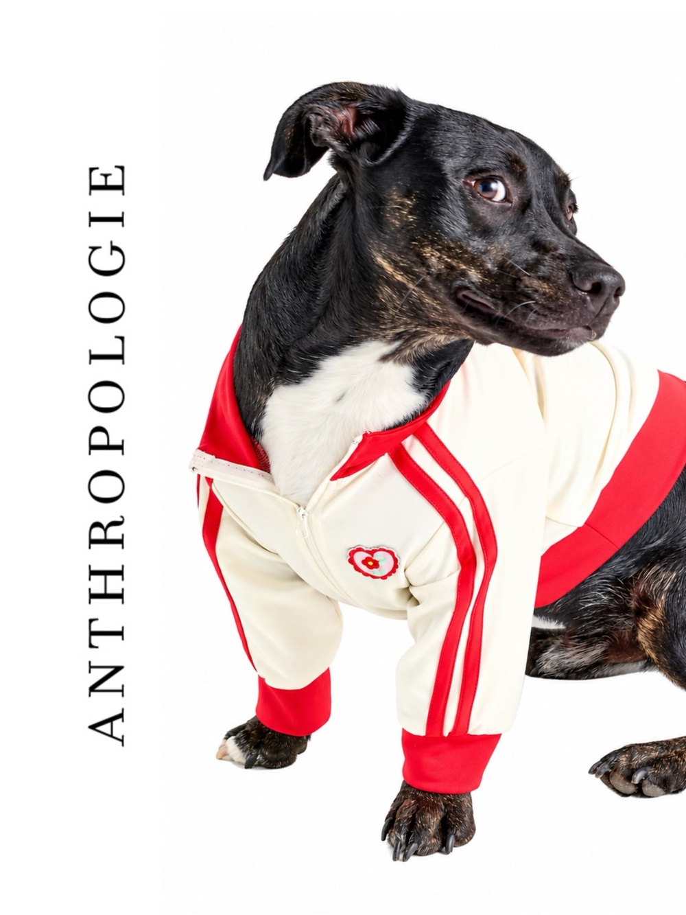 Anthropologie x Furb Team Captain Ace of Hearts Pet Track Jacket